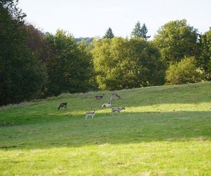 Parc à daims du hameau des gîtes Les Cars